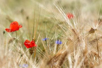 Fototapeta premium Detail of wheat field with poppy and cornflower