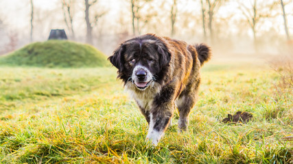 Caucasian Shepherd dog in field with green grass