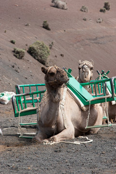 Kamel auf Lanzarote