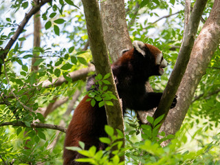 Red Panda Climbing a Tree