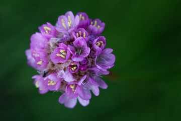 Armeria maritima, purple flower-head on dark background