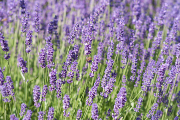 Lavender on a bright sunny day