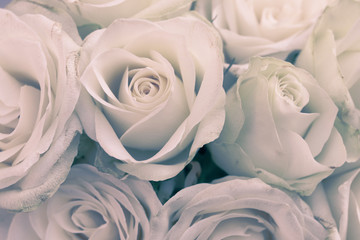 Nahaufnahme von weißen Rosen alsHintergrund