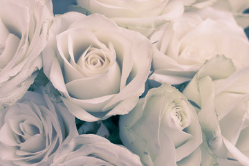 weiße Rosen als Hintergrund Nahaufnahme