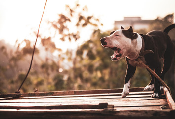 young pitbull dog barking while it's chained to a pole