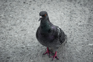 Pigeon