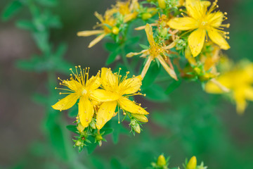 hypericum yellow flowers macro