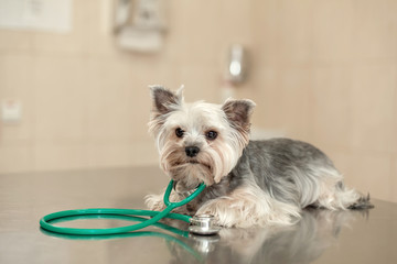 Dog breed Yorkshire terrier lies next to a stethoscope on a metal table in a veterinary clinic. Pet health care concept. Posing like vet doctor