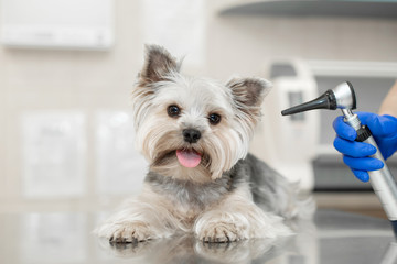 veterinarian exam a dog breed yorkshire terrier using otoscope in pet hospital