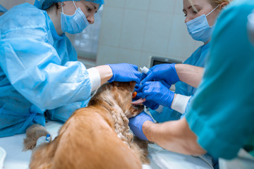 Veterinarians prepare the dog for an operation to clean the teeth. The dog is anesthetized on the operating table. Pet dentology concept