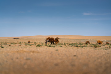 gobi desert , Mongolia