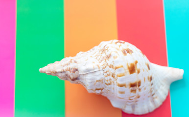 large seashell on colored background