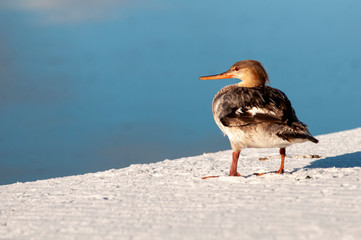 resting merganser