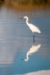 Obraz premium White Morph of Reddish Egret