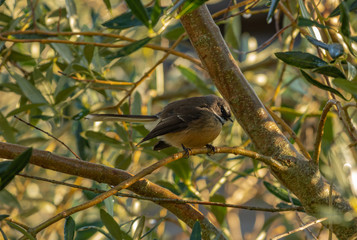 Fantail perching in olive tree