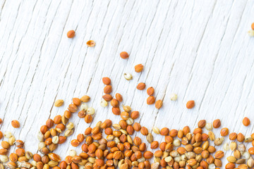 Grains of millet on a white background. Close-up.