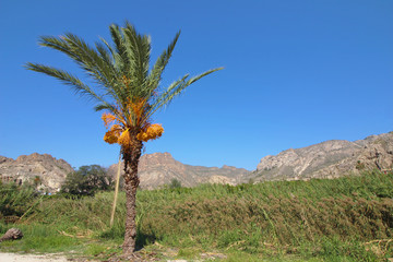 Palmera con dátiles	