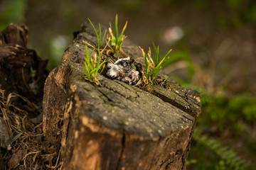 Black burnt plastic on the stump