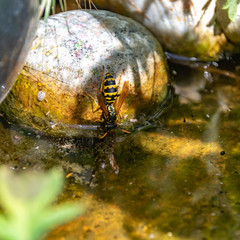 Wasp (Polistes dominula) drinking water from a peel in the garden on a hot sunny day.