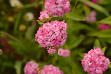 Garden pink carnation on the background of greenery.