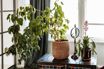 Decorative houseplants in the living room in the style of boho or loft. Modern stylish interior of the house with plants in pots.