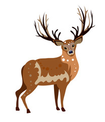 Isolated vector red deer on white background.  Flat style cartoon image. Noble deer with big horns. Animal art for fauna cards.