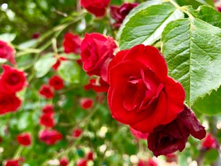 Red roses in a garden on a sunny day