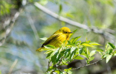 Yellow Warbler ( Setophaga petechia) Searching for Insect Food During Spring Migration