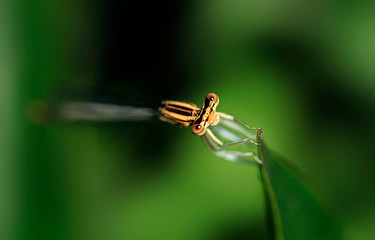 tiny dragonfly sitting on plant