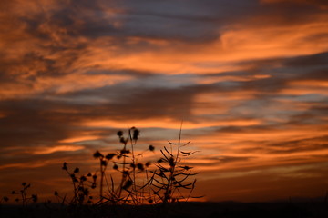 Plant with a sunset in the background