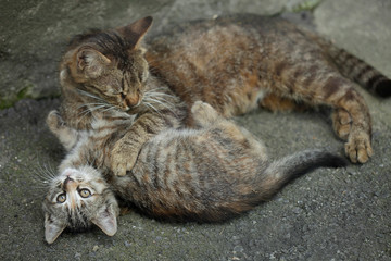 playing cats in summer yard