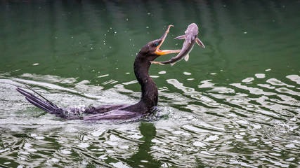 Cormorant hunting a catfish