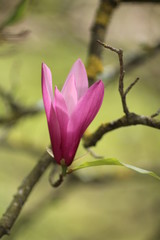 Fototapeta premium Fleur