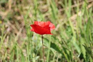 Coquelicot