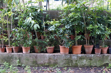 plants in the botanical garden. flowers in pots