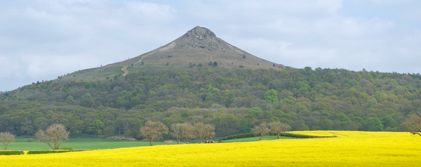 View across a field of gleaming oilseed rape (canola) of the famous Roseberry Topping in the Cleveland Hills, North Yorkshire, England
