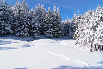bosco in inverno