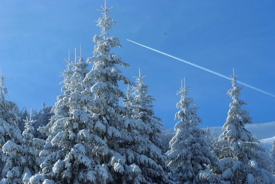 pini innevati