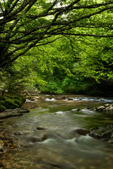 Fototapeta na wymiar Erro river , Sorogain forest in Erro Valley, Navarre, Spain