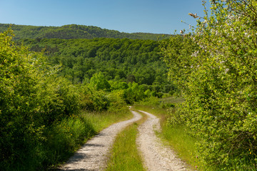 Fototapeta na wymiar Straight gravel road without vehicles through a forest in spring at the day, Erro valley, Roncesvalles, Navarra, Spain,Europe