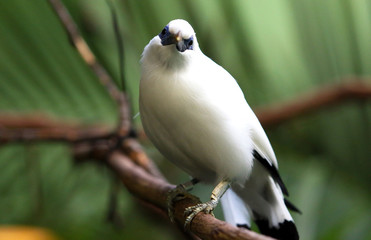 Bali_Mynah2