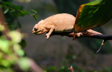 Obraz premium Chameleon