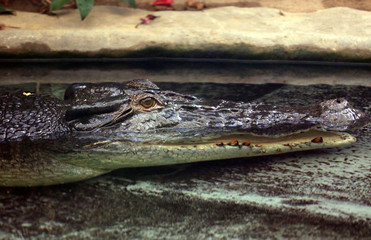Crocodile