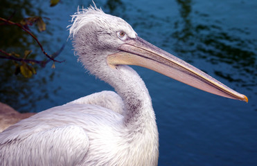 Pelican
