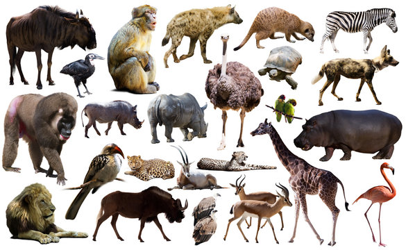 Fototapeta Birds, mammal and other animals of Africa isolated
