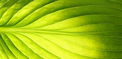 Beautiful tropical leaf texture with streaks close-up macro, wide format. Color transition from green to light green.