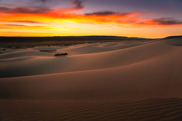 Gobi desert , Mongolia 