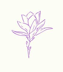 flower plant leaf isolated nature