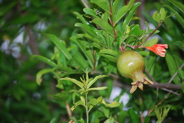 Pomegranate Tree with Fruit & Flowers