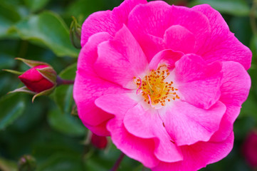 Obraz premium Macro shot of an pink rose with yellow pollen
